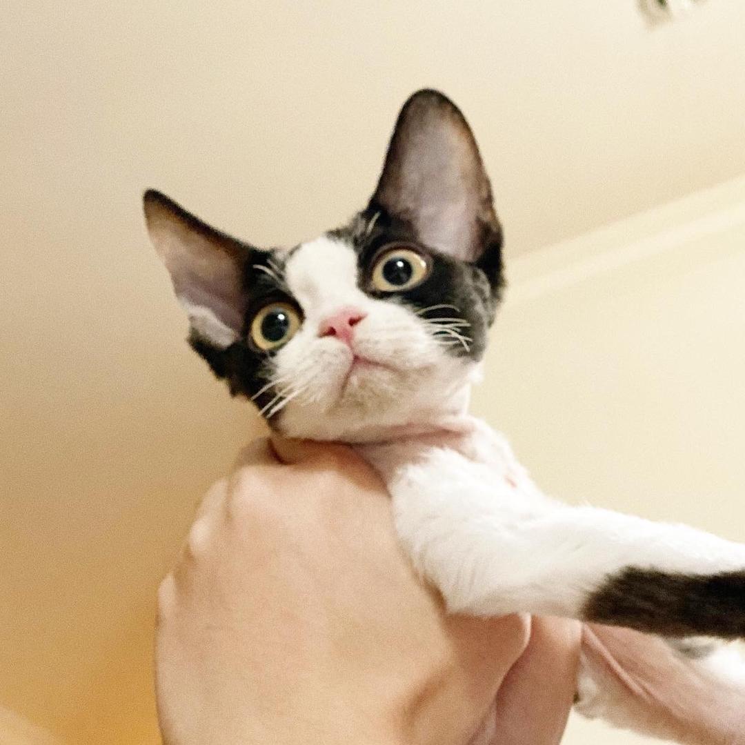 aDev德文卷毛猫