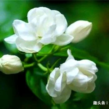 苿莉花