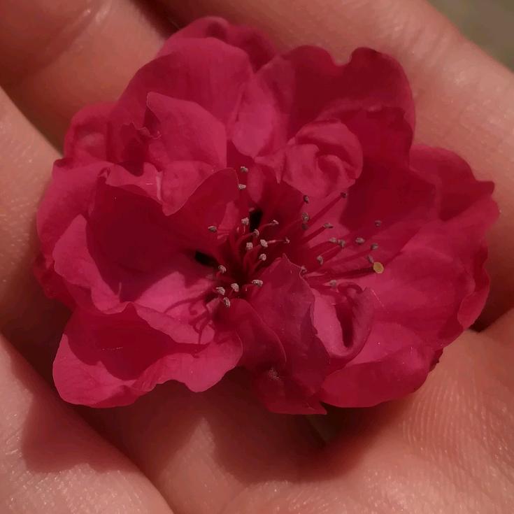 🌸笑眼迷人🌸