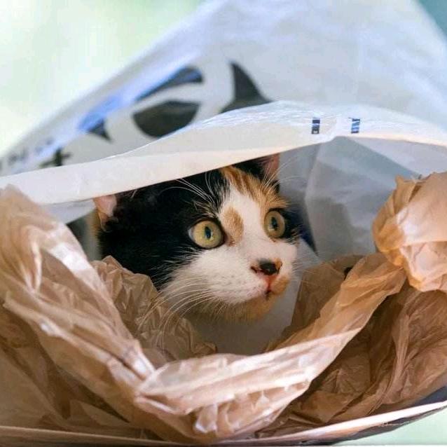 猫啊咪啊