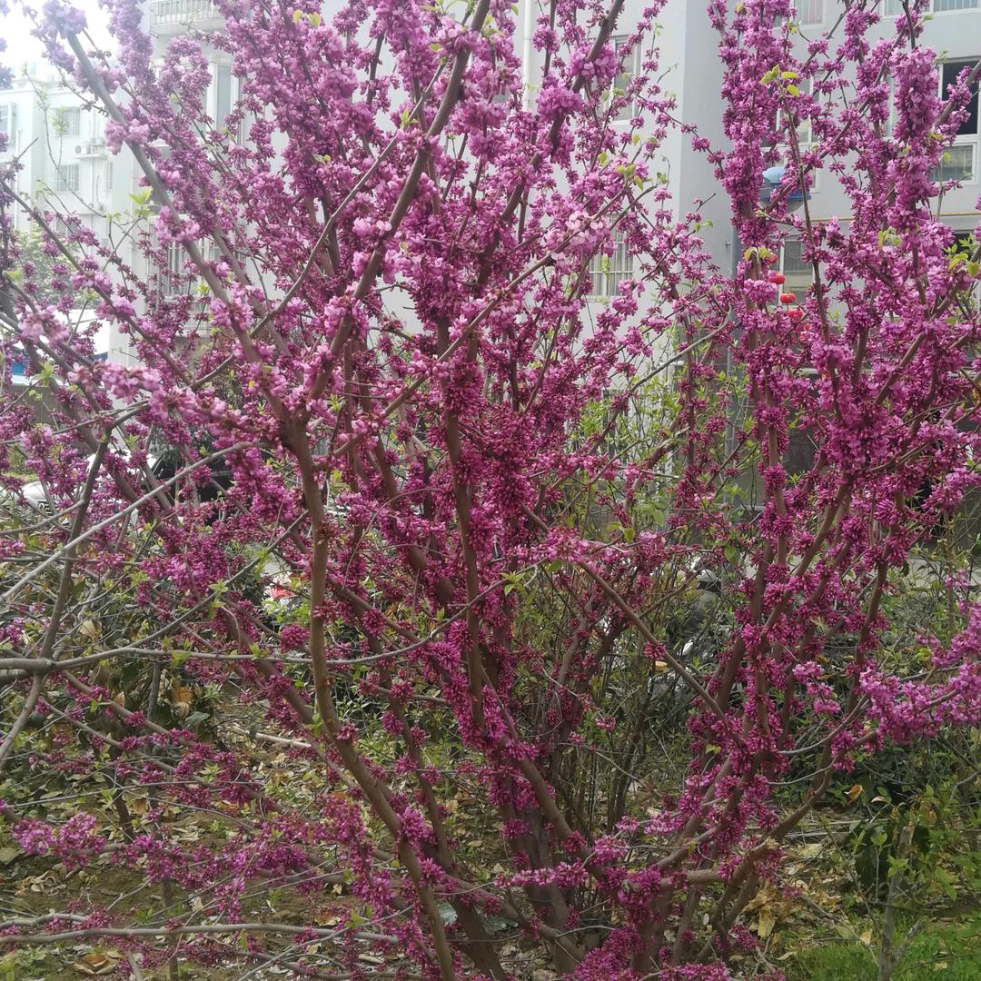 晨 曦
