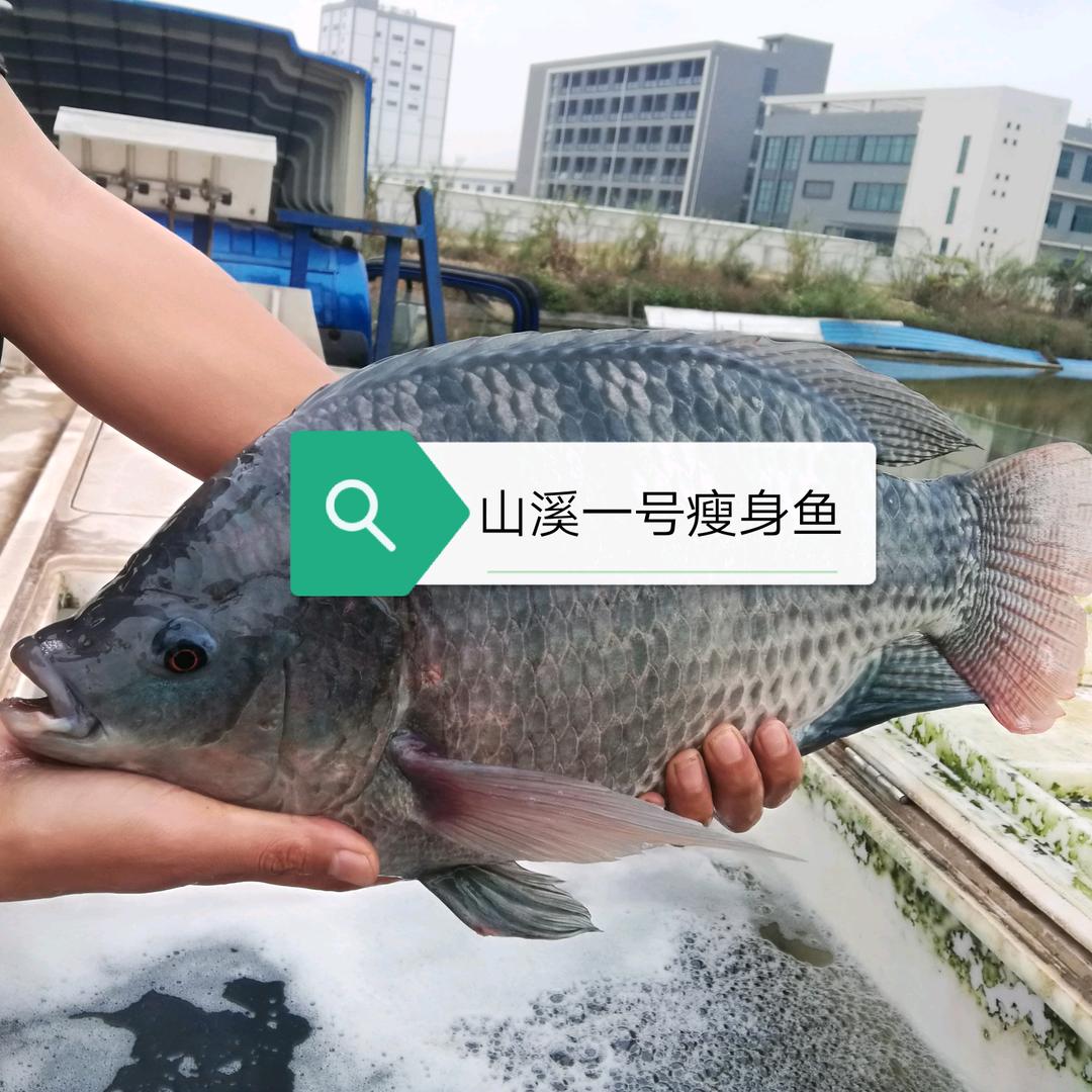 清远市清新区龙颈镇聚意清水鱼养殖场 唐生