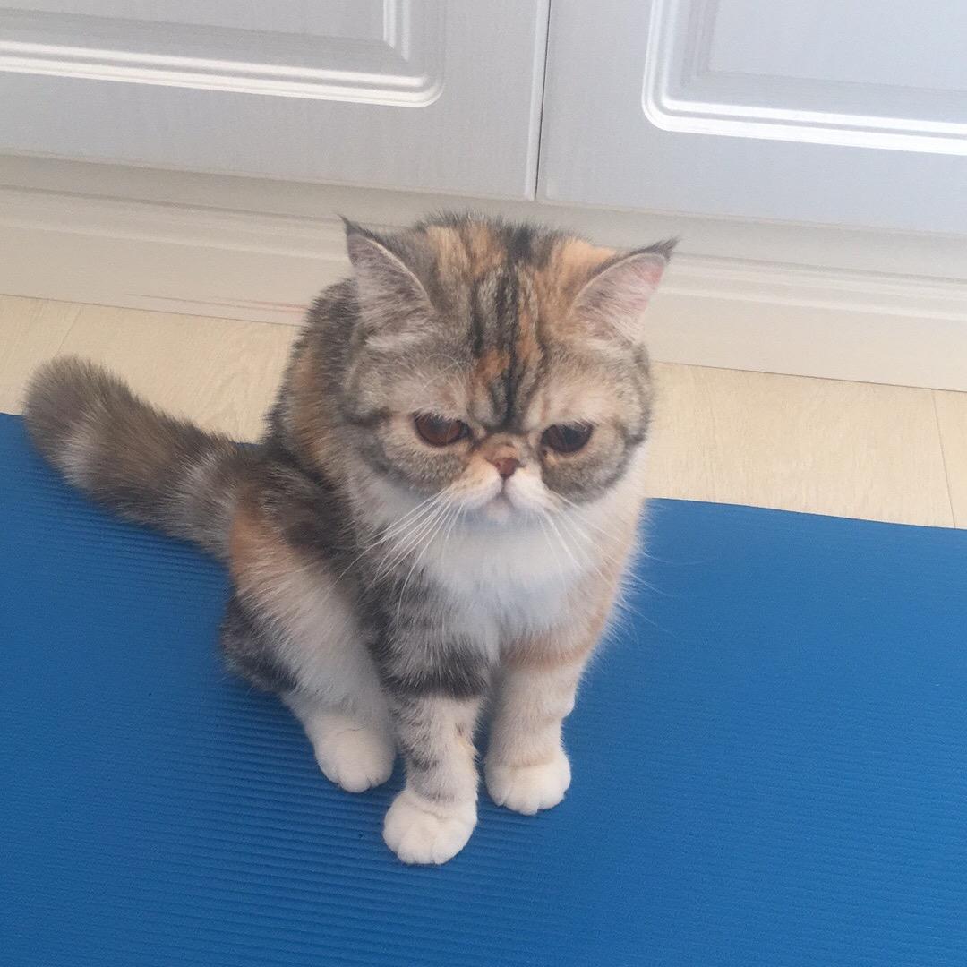 梧枫