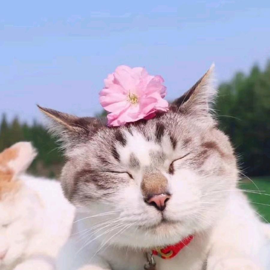 🌈聪哥