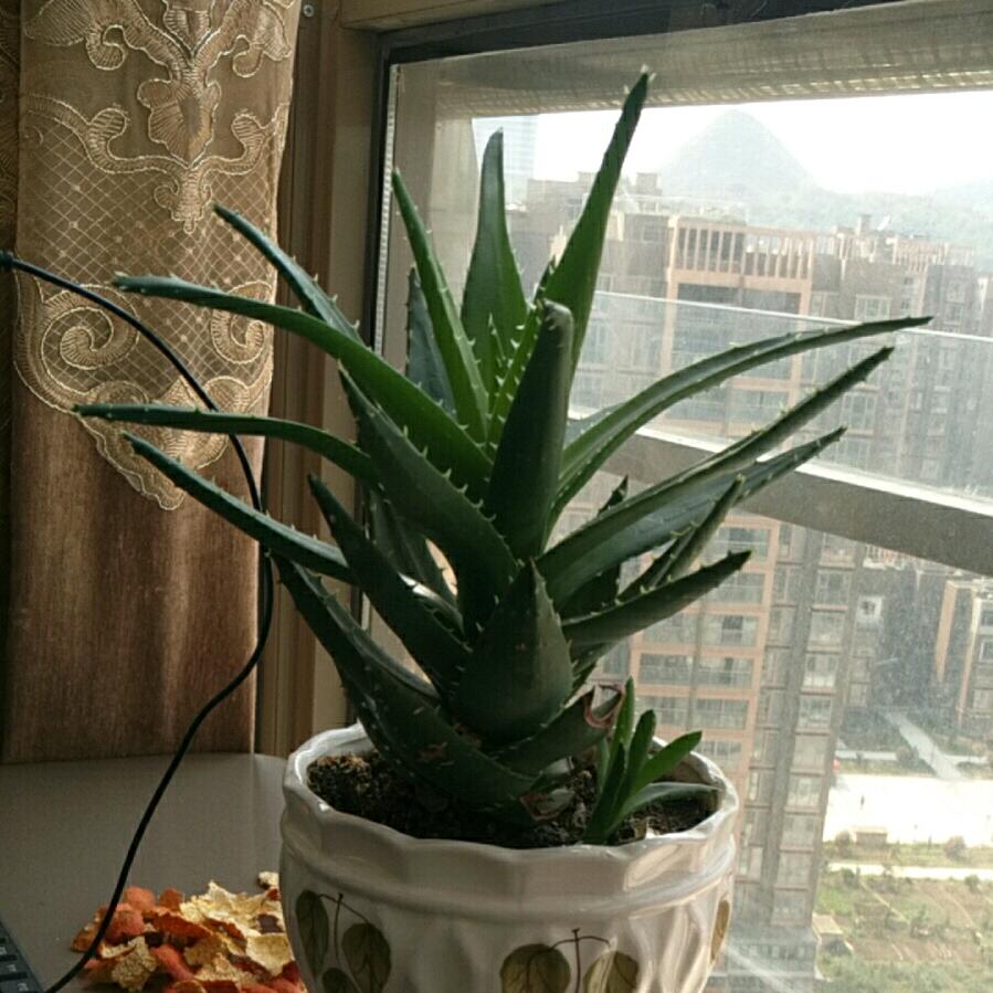 明月青风