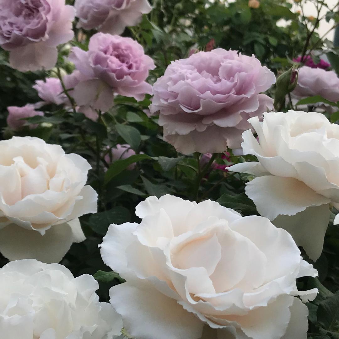 大耳朵君Ear-Rose