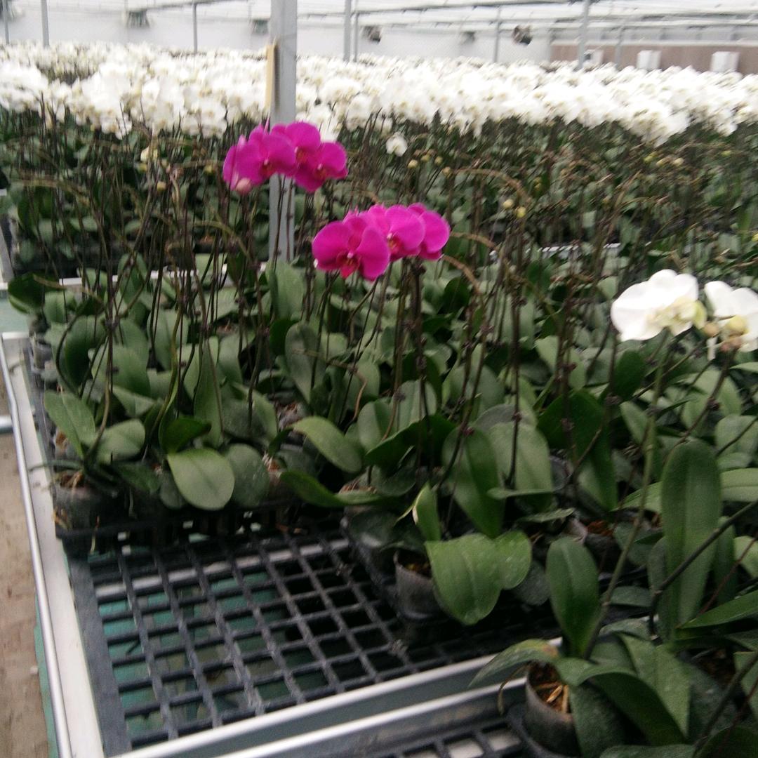 一笑而过🍓🍓🍓