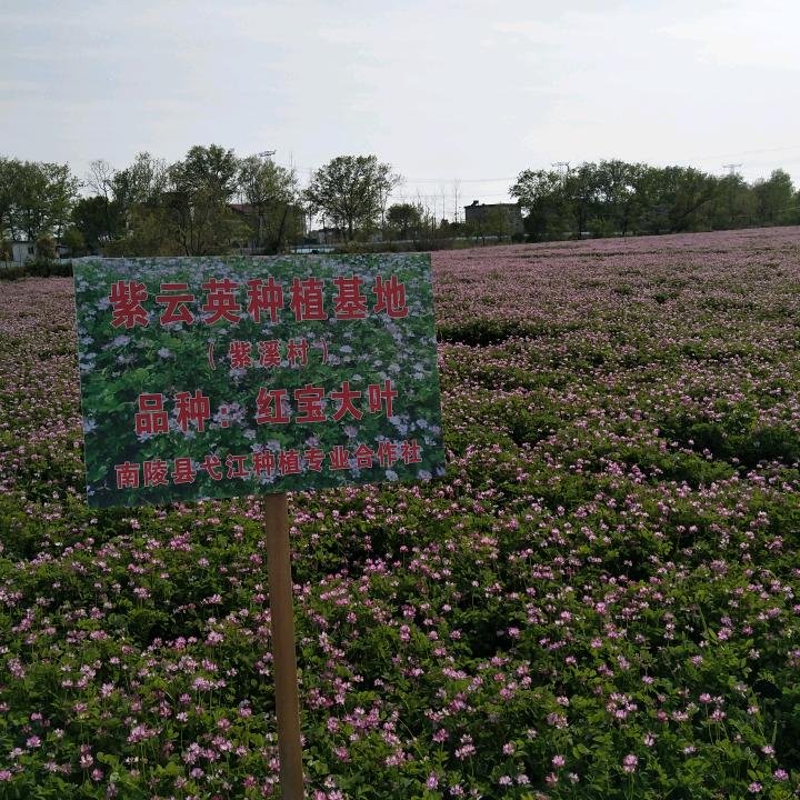 红宝种业