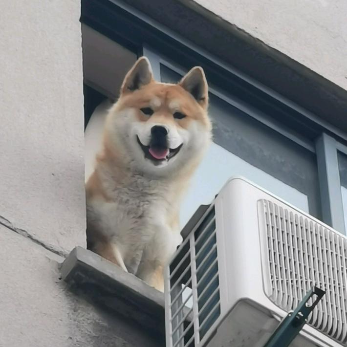 君子不器