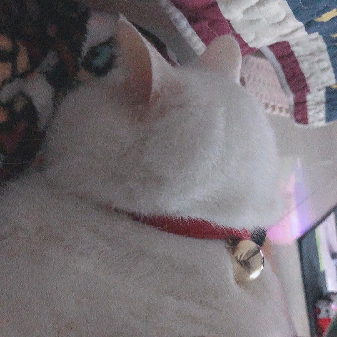 喵喵桑是大别能