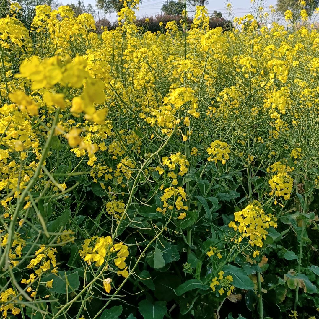 🌷缘世今生🌷