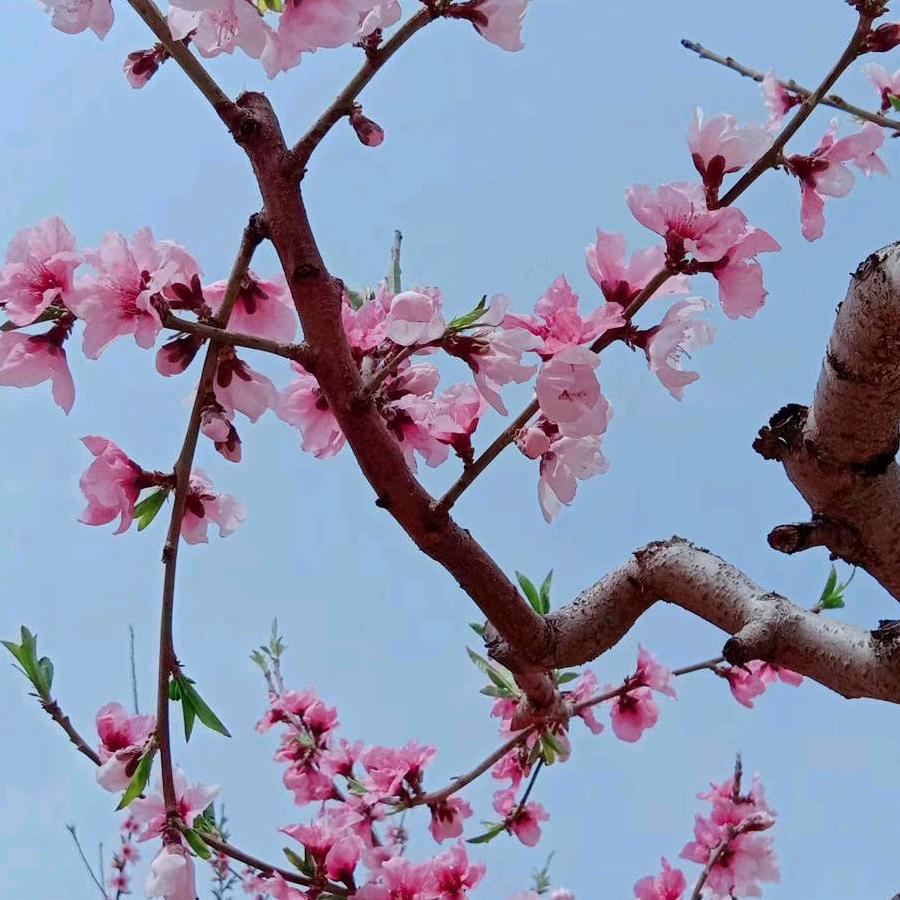 用户保定刘三哥