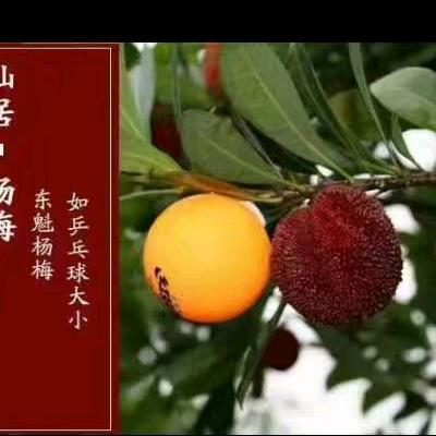 仙居东魁杨梅仙居县林香枝农场