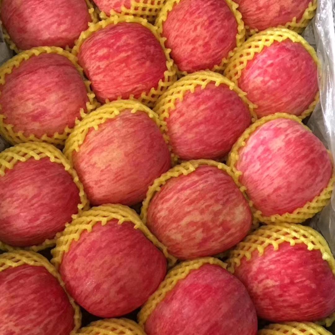 宜川苹果经纪人