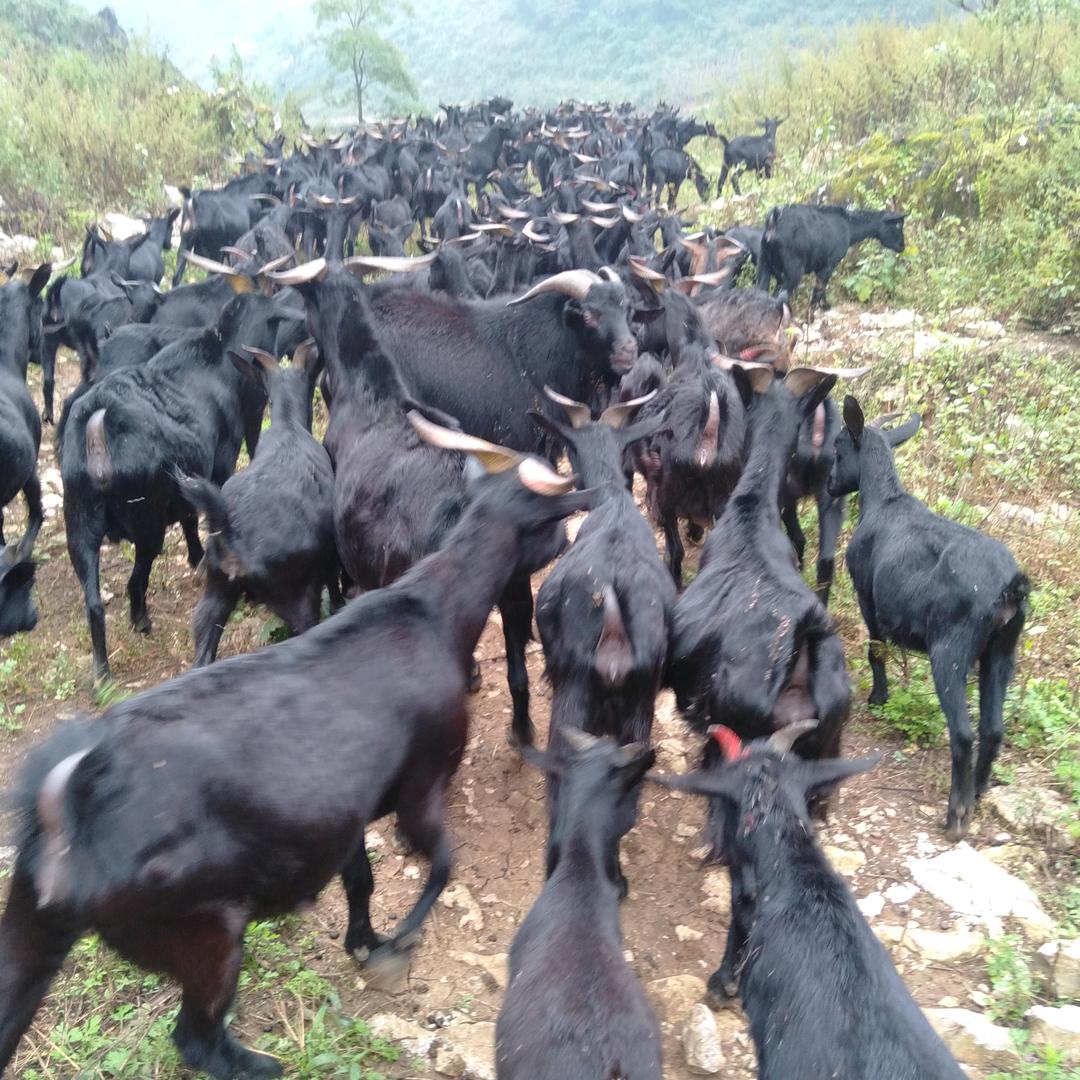 牛羊养殖户李开发