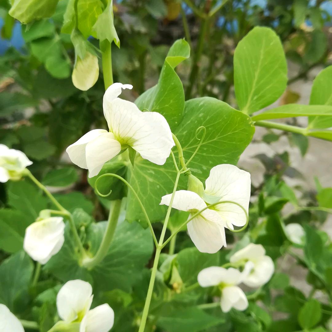 雨后彩虹