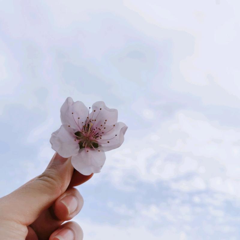 骄阳
