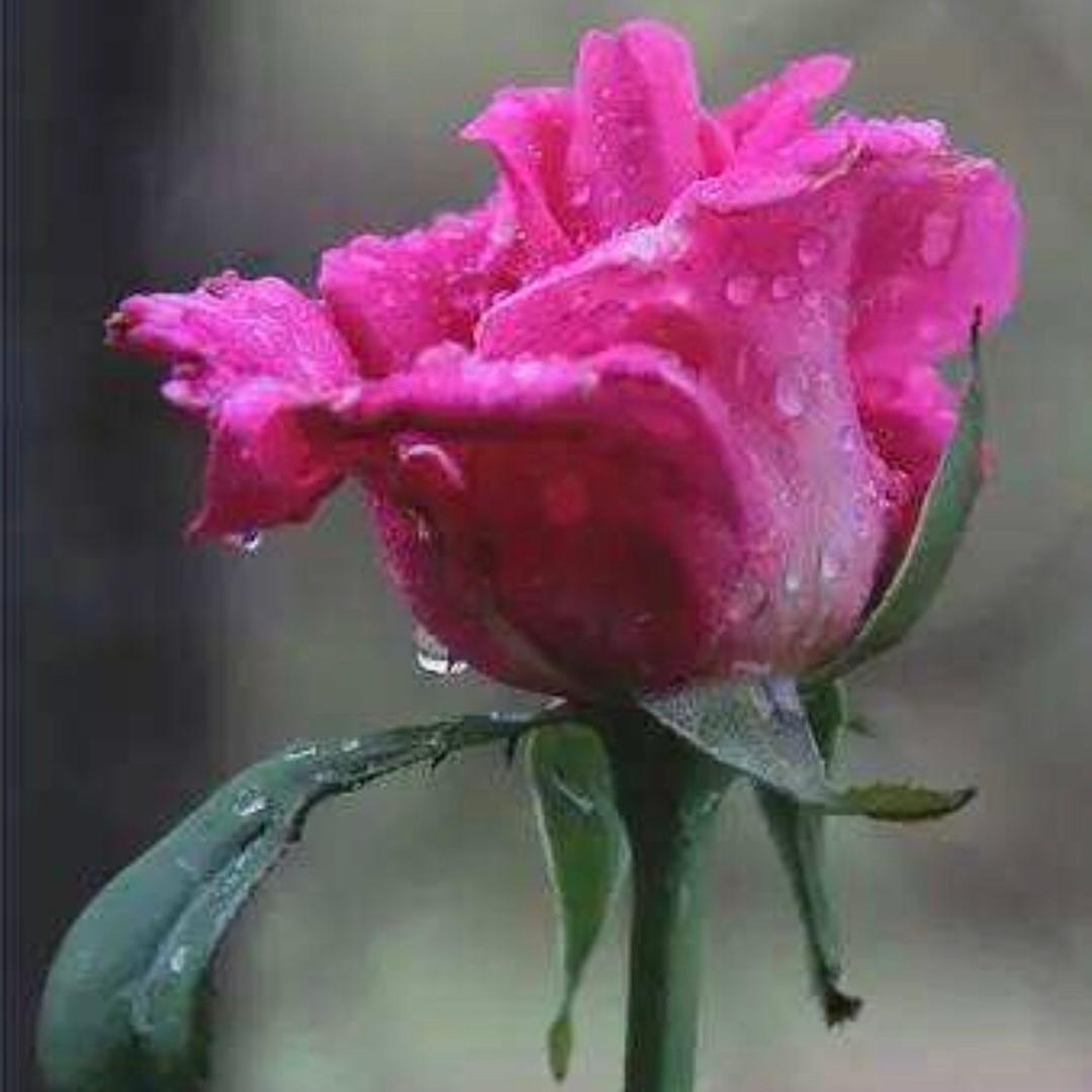 🌹慧眼玫瑰🌹