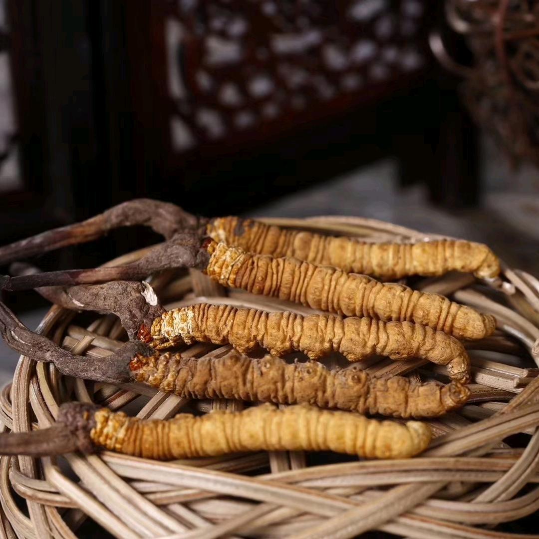 牦牛背上看云的阿姐