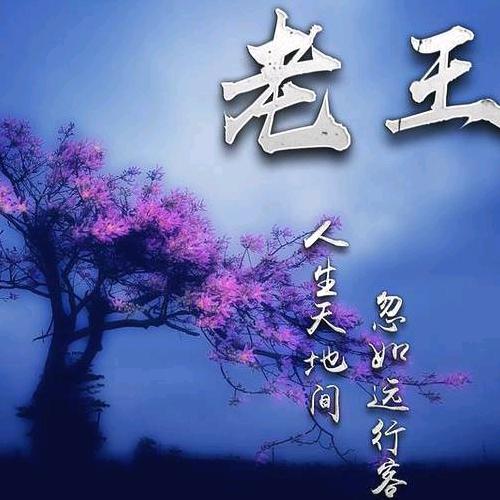 苍鹰