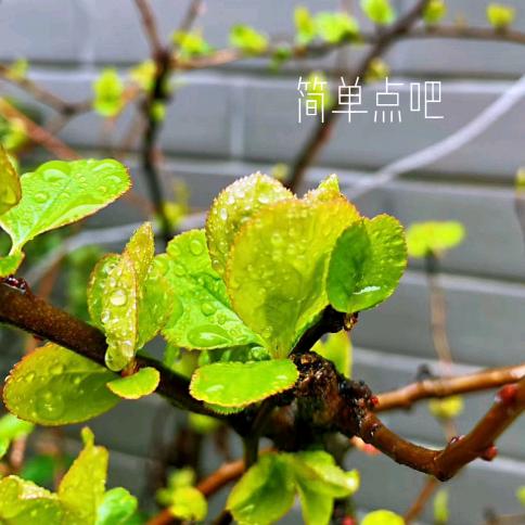 简单点吧
