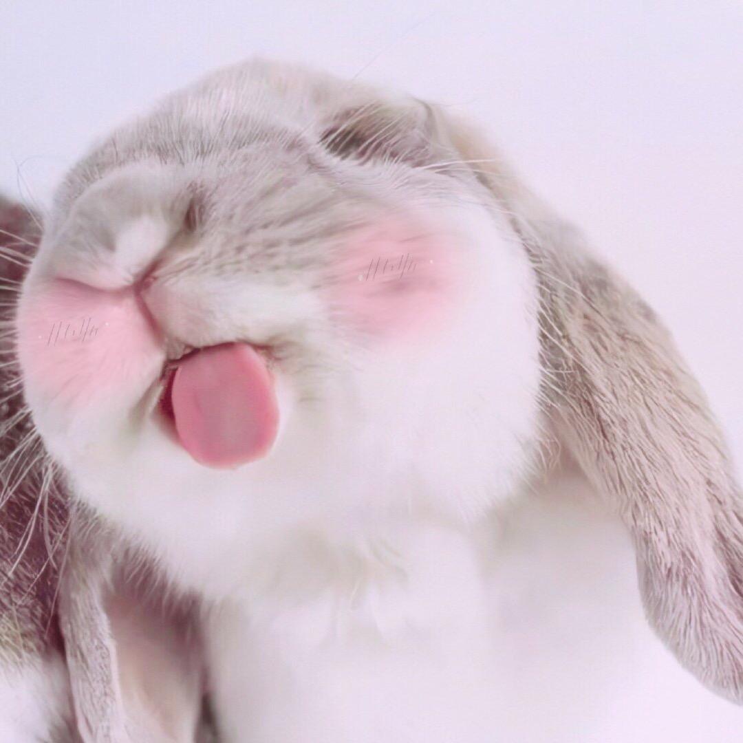 是June不是居也不是猪的王京酱