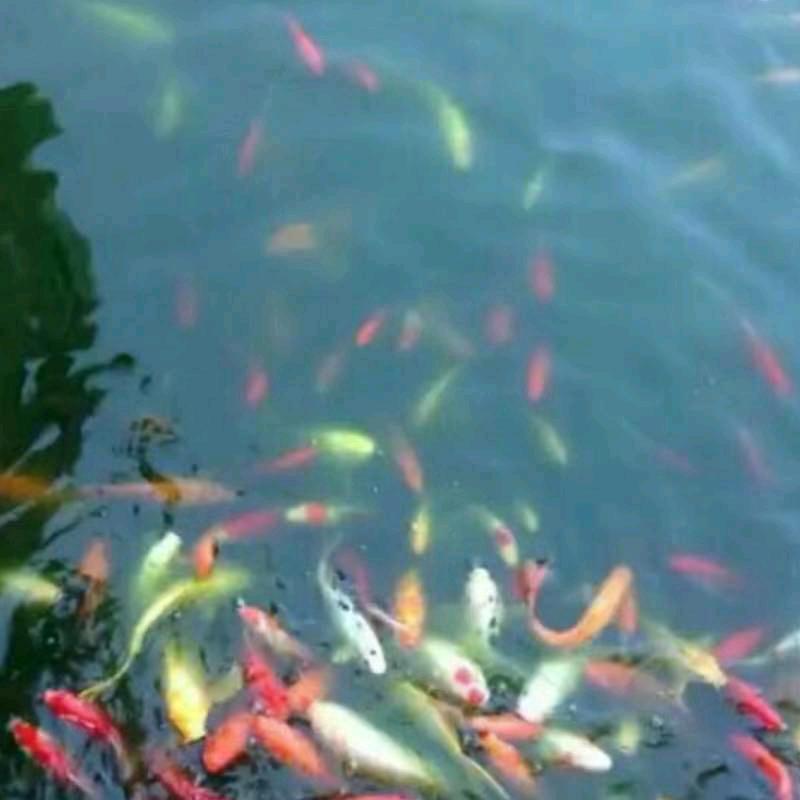 慧心