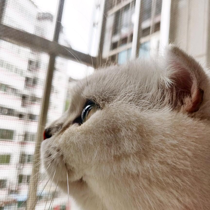 咕噜咕噜糖