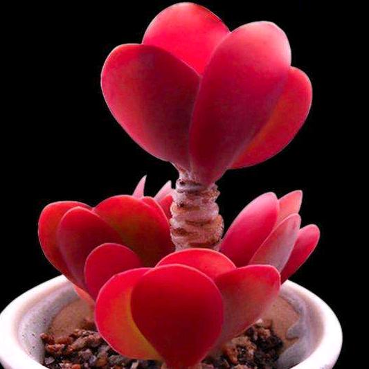 双耳不闻窗外事