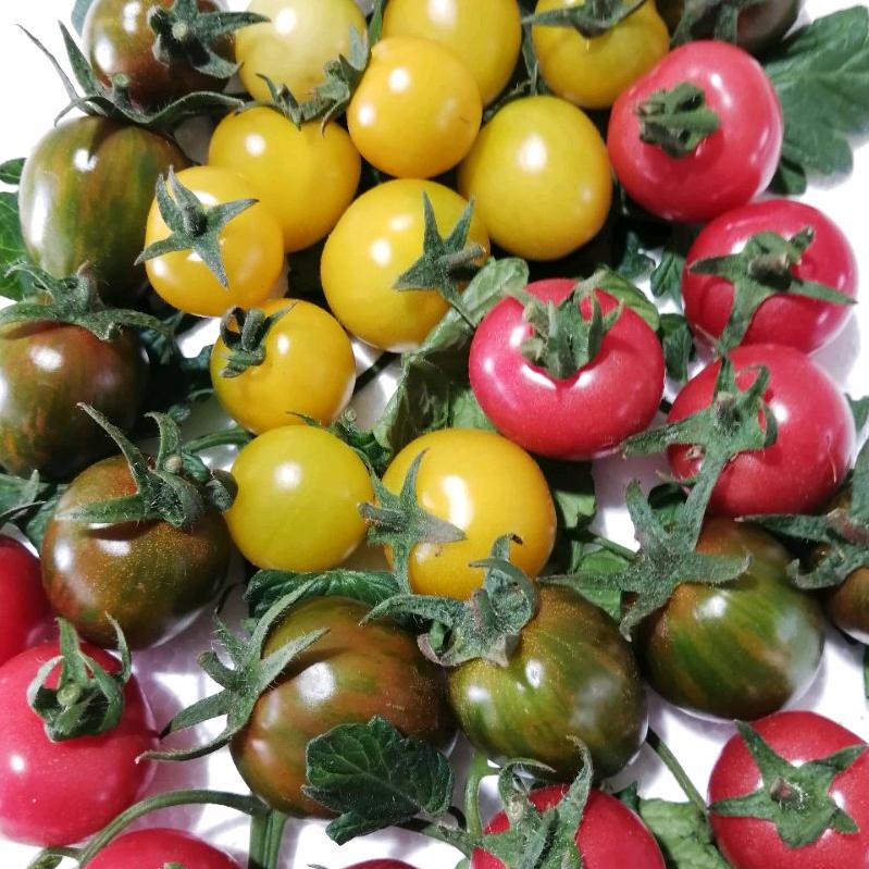 翔琦蔬菜专业合作社