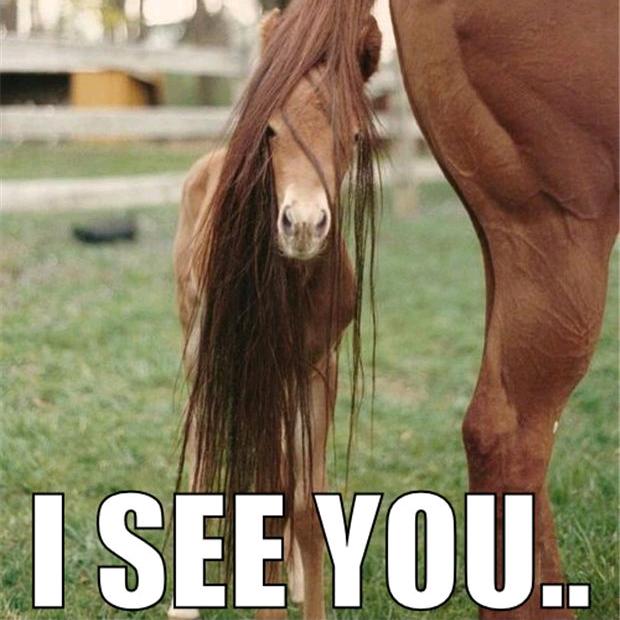 呆姆说 DM Horses