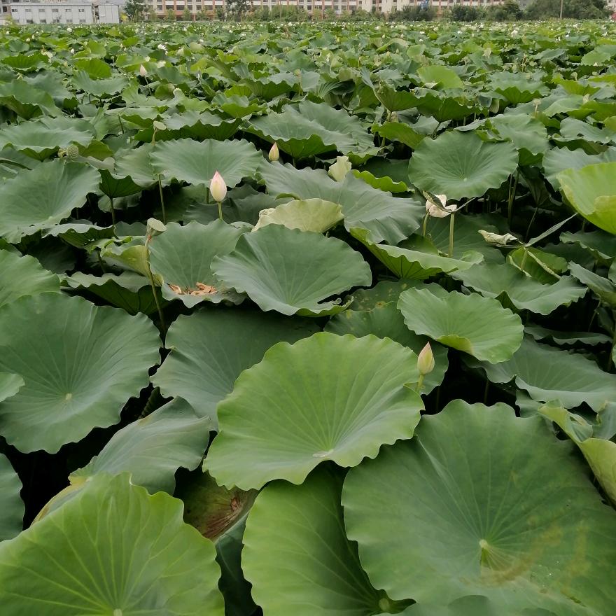 一陆杨帆