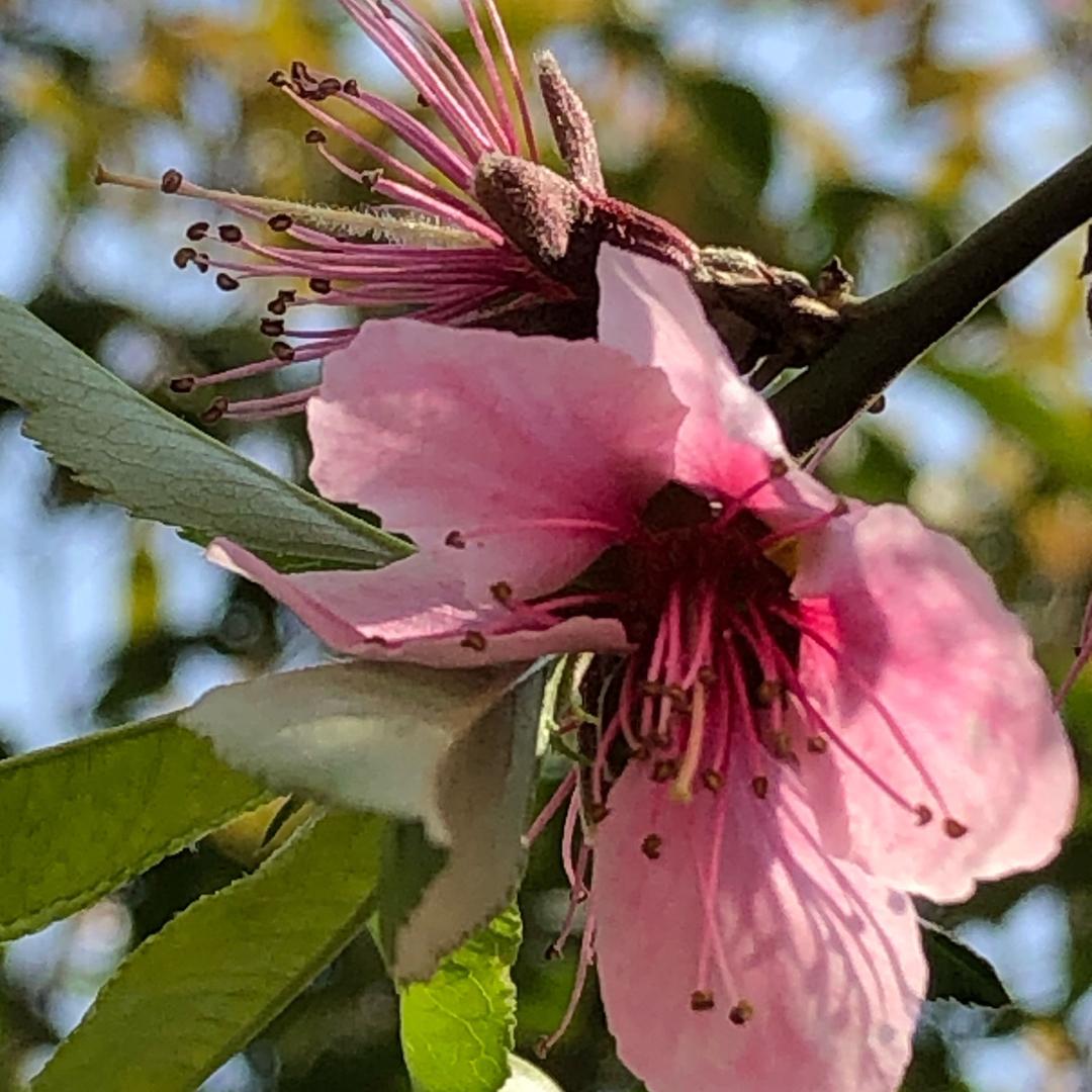 瑶草琪花
