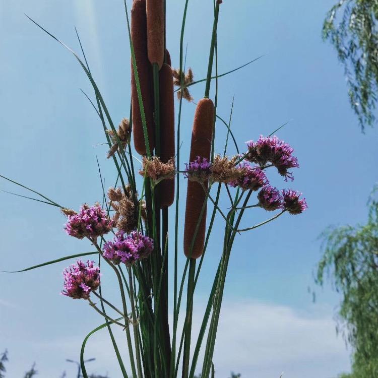 古城煎包(老三)刘得升