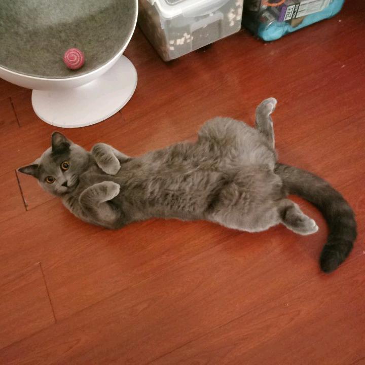 元宝和富贵的爸爸