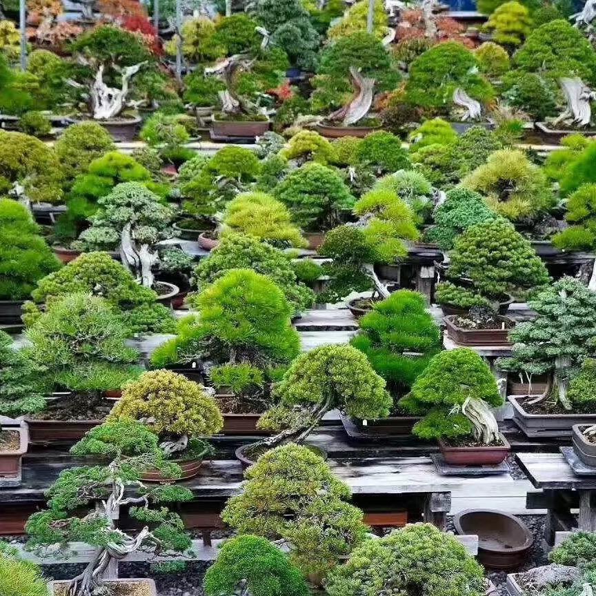 探花园艺家