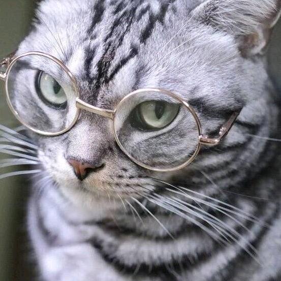 大猫想开了L.C
