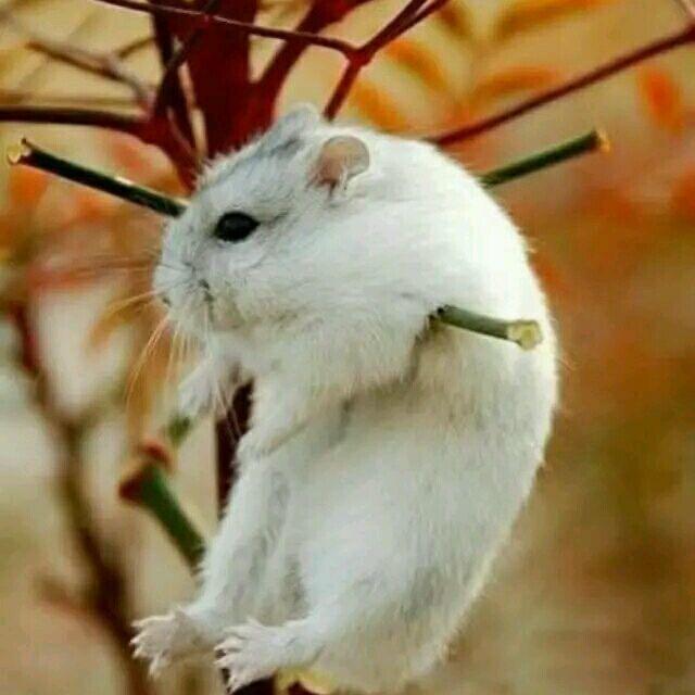 可可爱爱没有脑袋