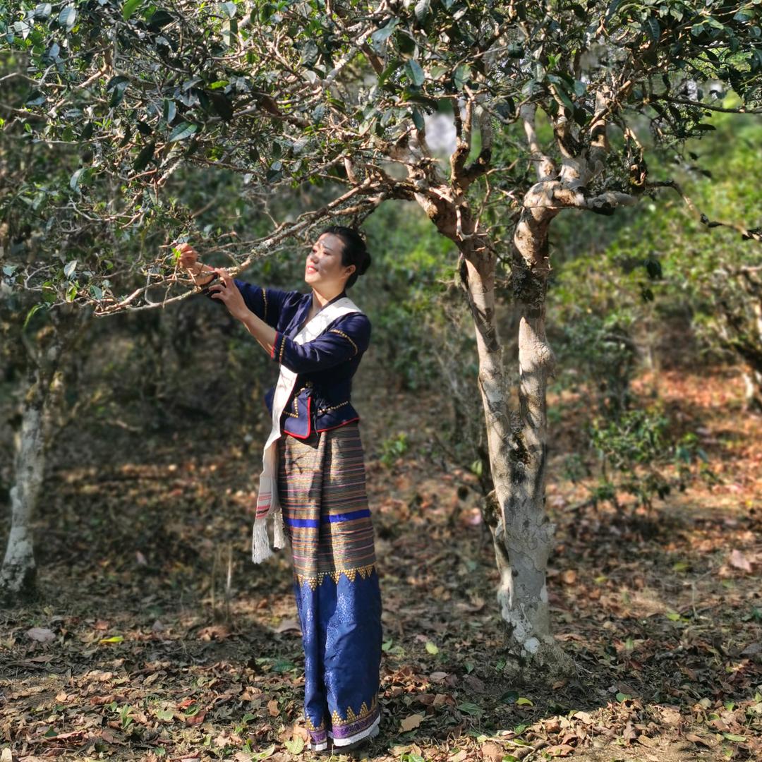 布朗公主玉歌香