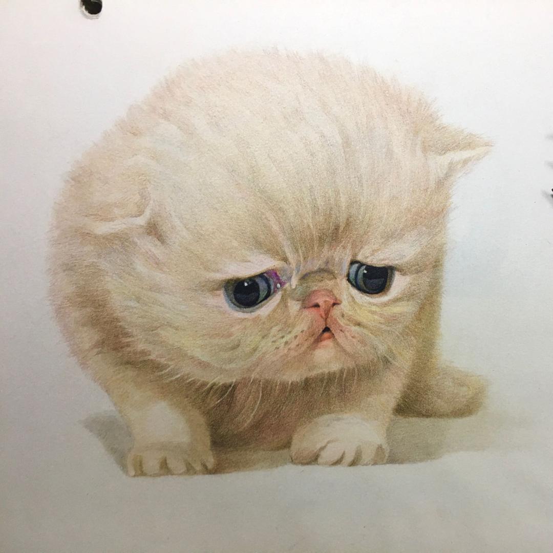 才子喜欢画猫