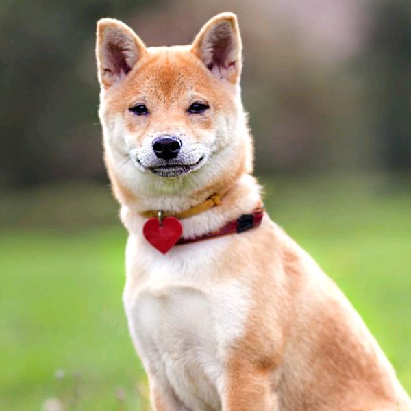 爱吃辣椒的老鼠