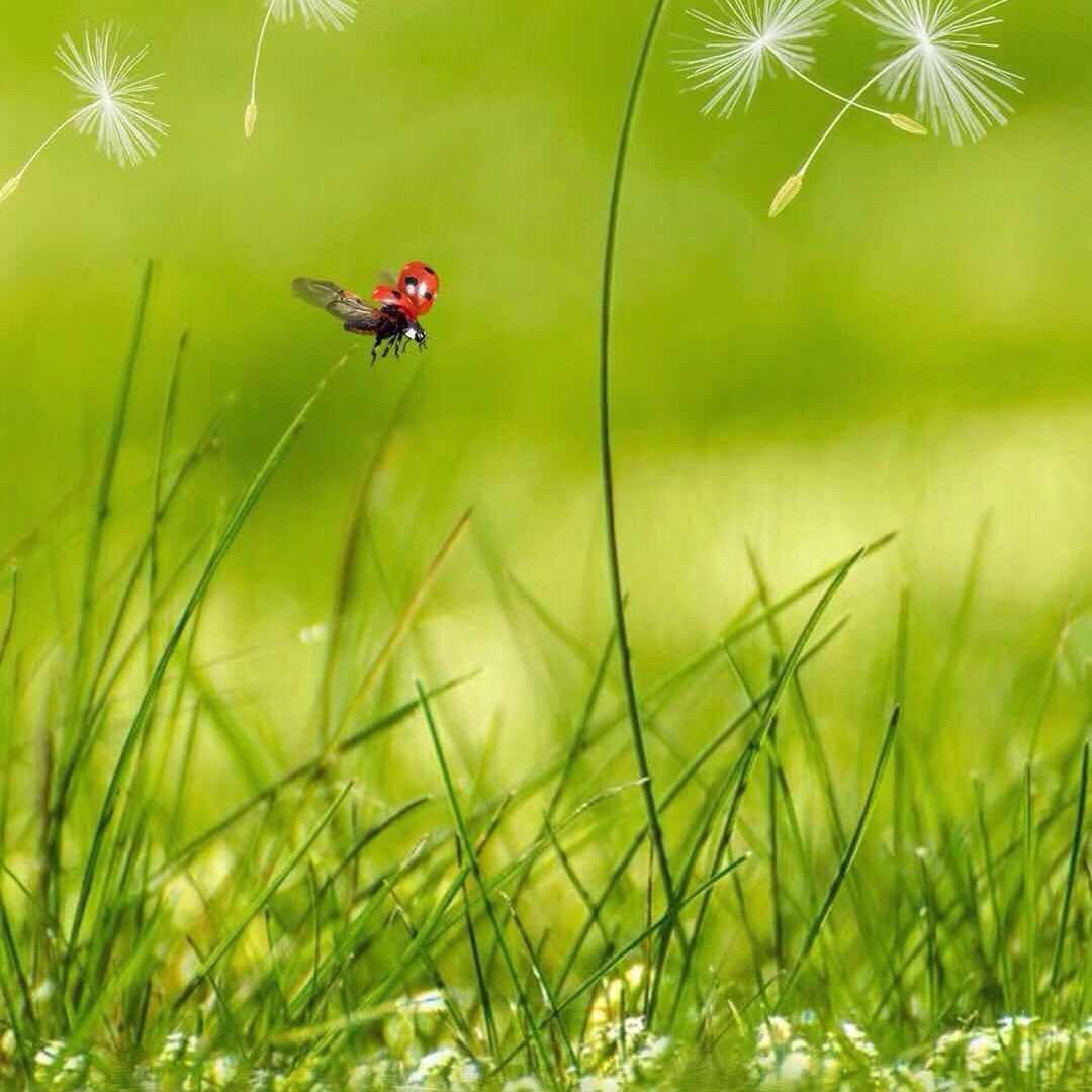 清新
