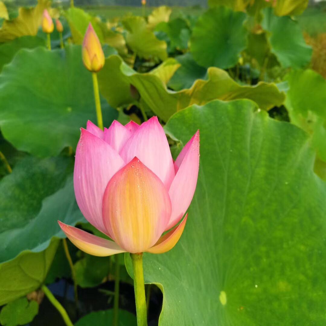 江佩欣