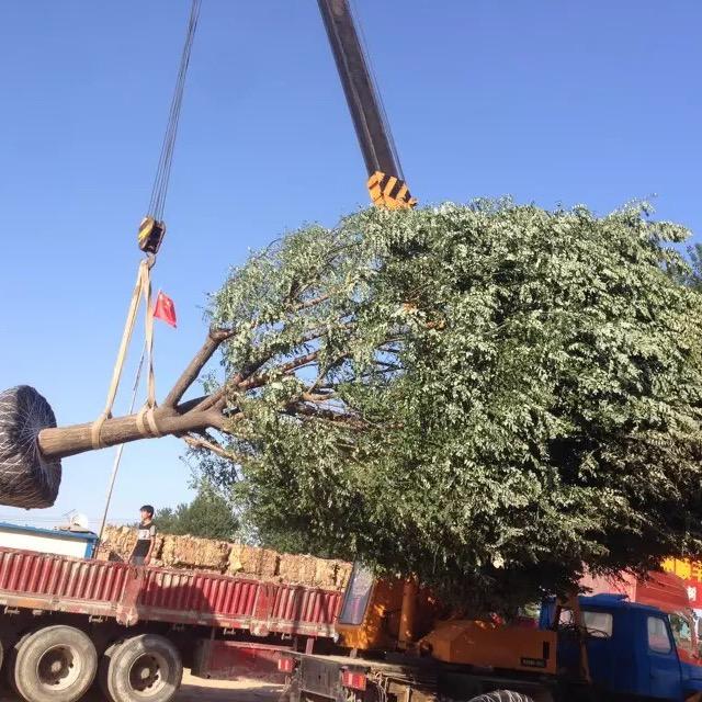 沧州刘汝顺国槐白蜡枣树元宝枫顺丰苗圃