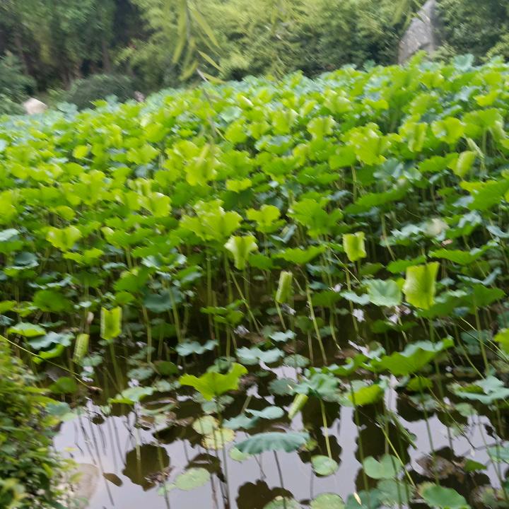 陈于洛燕