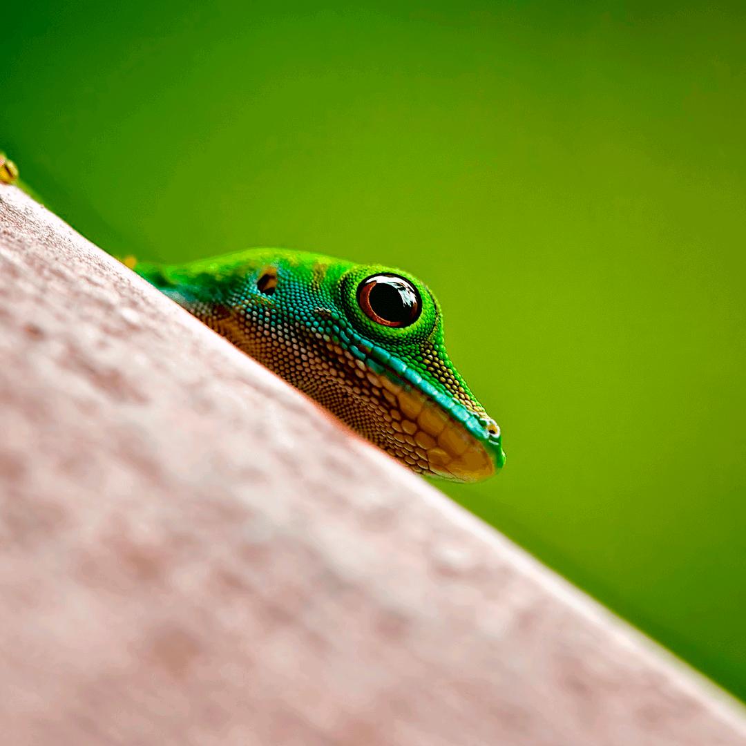 一天到晚游泳的鱼🐟