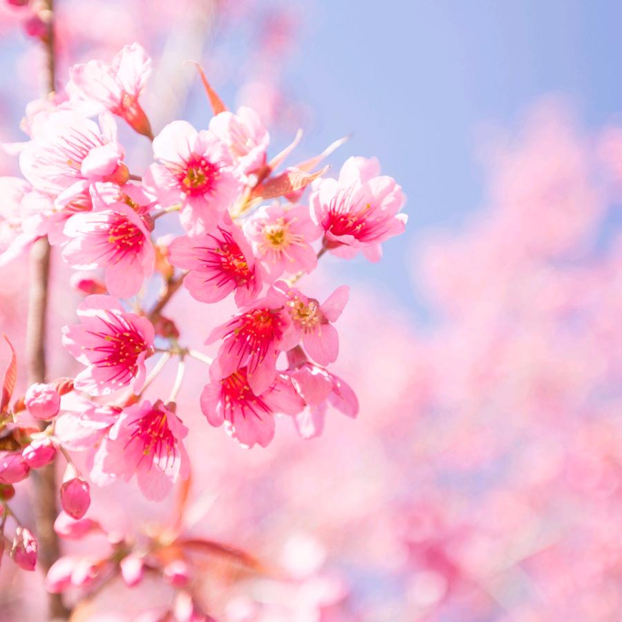 花瓣雨🌸