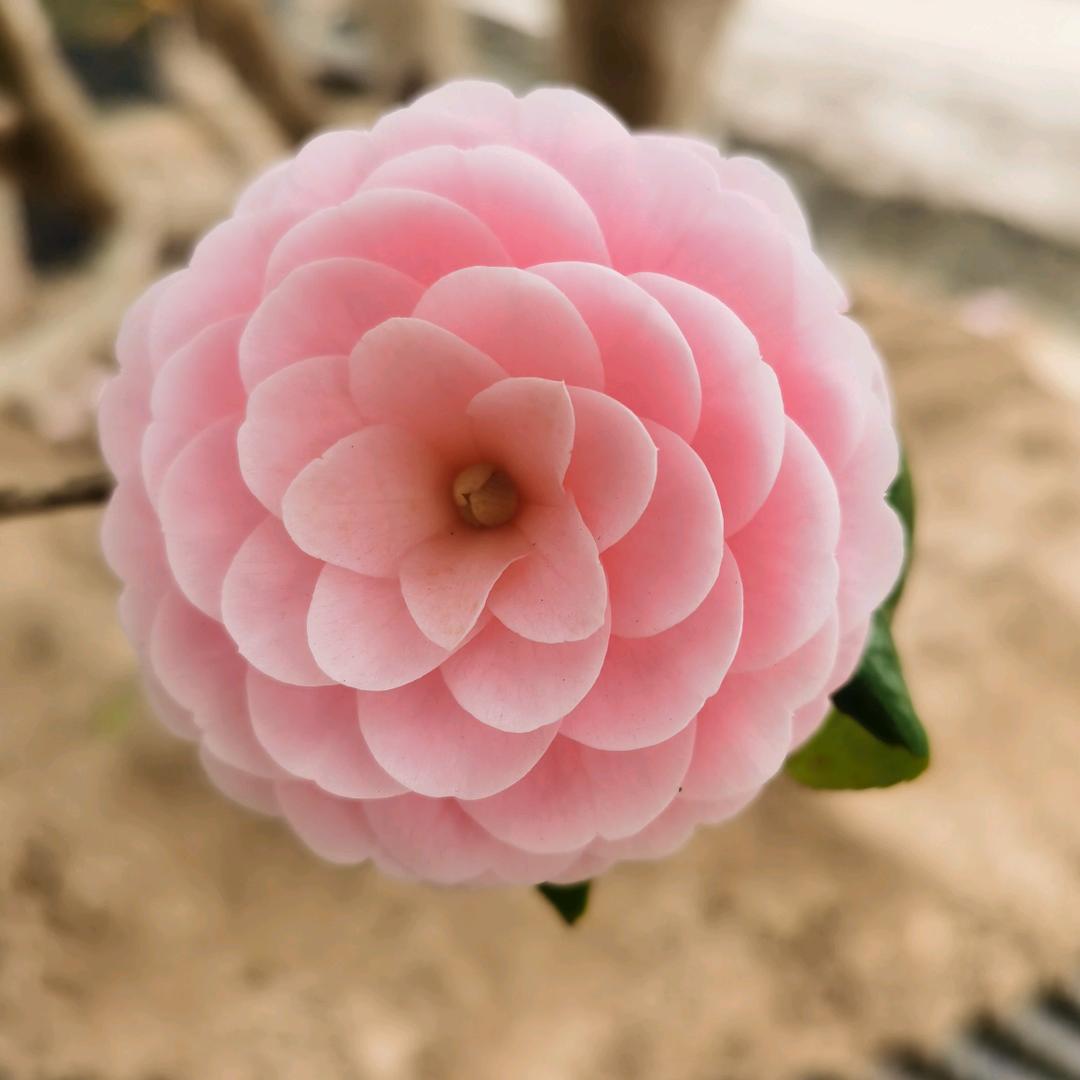 志哥哥