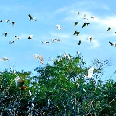 鼎翔湿地鸟乐园