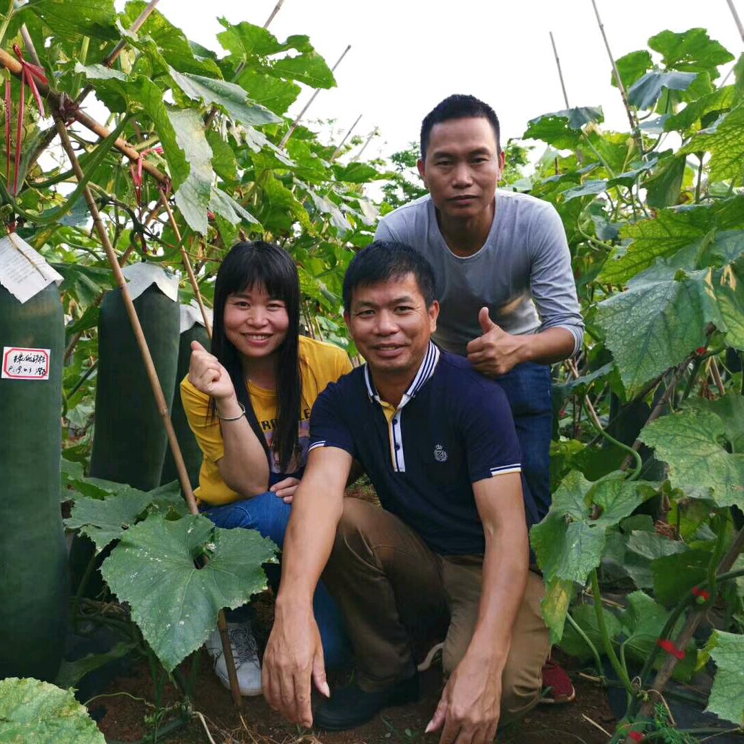 专业冬瓜，农产品